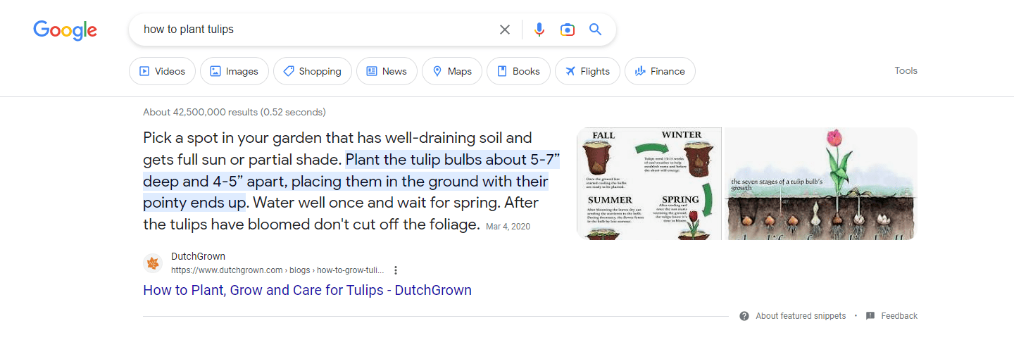 Screenshot of featured snippet on planting tulips